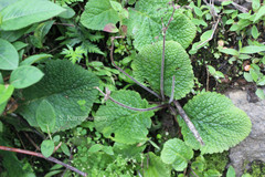 Didymocarpus meeboldii